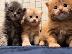 PoulaTo: πανέμορφα γατάκια Maine Coon